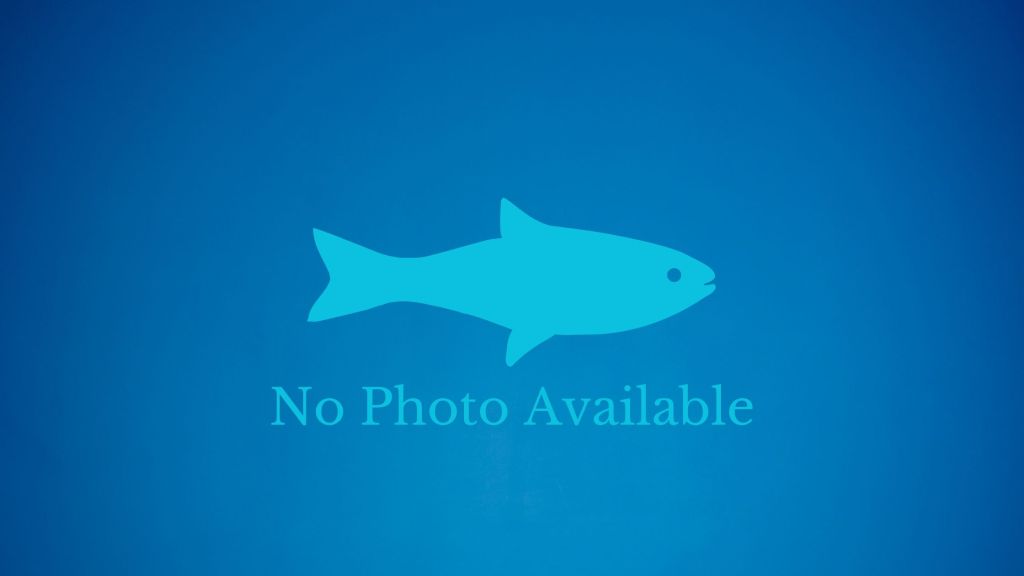 Sweet Potato & Salmon Fish&nbsp;Cakes